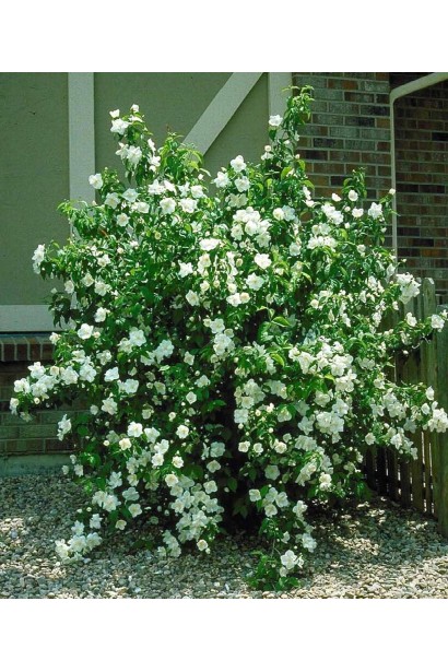 Чубушник / Жасмін гібридний Старбрайт